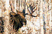 'Bull Moose In Forest During Rut Season In Gaspesie National Park;Quebec Canada'