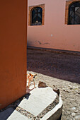 'Mexico, Guanajuato, Chihuahua Dog On Cobblestone Street; San Miguel De Allende'