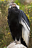 'Ecuador, Male Condor (Vultur Gryphus); Imbabura'