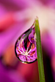 'Extreme Macro View Of Fireweed Bloom Magnified Inverted And Reflected In Dew Drops Suspended From A Blade Of Grass;Kodiak Alaska United States Of America'
