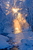 Small stream in a hoarfrost covered forest with rays of sun filtering through the fog in the background, Russian Jack Springs Park, Anchorage, Southcentral Alaska. Digitally enhanced.