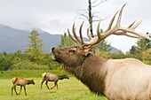 Captive Rocky Mountain bull elk bugles while 2 cows walk by at the Alaska Wildlife Conservation Center in Portage, Southcentral Alaska, Autumn