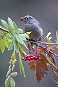 Townsend's Solitaire (Myadestes townsendi) with Mountain Ash berry in beak perched on branch, Fairbanks, Alaska, Fall