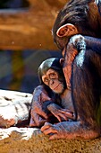 Captive chimpanzee hugging new born baby