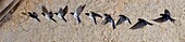 France, Barn Swallow (Hirundo rustica)