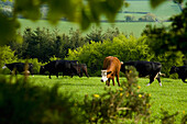 View of cow on pasture, Devon, England, United Kingdom