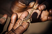 Close-up of human hand and scorpion, Kenya