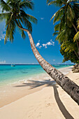 Palm tree leaning over beach near, Holetown, Barbados