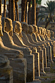 The Avenue of Sphinxes in front of Luxor Temple, Luxor, Egypt
