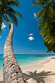Palm tree leaning over beach near Holetown, Barbados