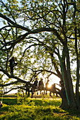 Ian, Cumming, Outdoors, Day, Girls, Boys, Medium Group Of People, Spring, Sun, Sunlight, Rural Scene, Tree, Scenics, Beauty In Nature, Travel Destinations, Travel, Freedom, Ideas, Togetherness, Tranquility, United Kingdom, East Sussex, Isfield, Verdant, F