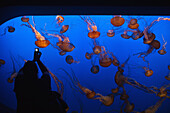 Paul, Quayle, Jellyfish, Indoors, Rear View, Waist Up, Holding, Unrecognizable Person, One Person, Large Group Of Animals, Animal Themes, Nature, Wildlife, Beauty In Nature, Swimming, Photographing, Camera, Transparent, Grace, Place Of Interest, Californi