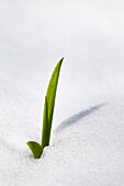 Daylily Perennial Flower Growing In Snow In Spring, Winnipeg, Manitoba, Canada