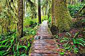 Boardwalk On The Rainforest Trail In Pacific Rim National Park, Vancouver Island British Columbia Canada