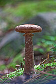 Mushroom In Algonquin Provincial Park, Ontario Canada