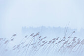 Snow Blowing Through Leafy Plants, Saint-Sebastien Quebec Canada