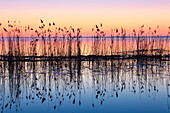Reeds Reflected In Water At Dusk, Ile Saint-Bernard Quebec Canada
