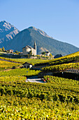 Vineyards, Saint-Severin, Valais, Switzerland