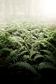 Ferns and Fog