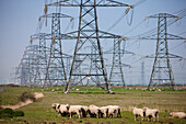 Flock of sheep gazing under electrical pylons, England, Great Britain
