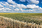Landscape and corn field in the Magdeburger Boerde, Magdeburg, Saxony-Anhalt, Germany