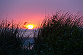 Strandhafer in Dünen am Strand bei Sonnenuntergang, Langeoog, Ostfriesische Inseln, Nordsee, Ostfriesland, Niedersachsen, Deutschland, Europa