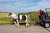 Horse and cart luggage service, Juist Island, Nationalpark, North Sea, East Frisian Islands, East Frisia, Lower Saxony, Germany, Europe