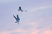 Black-headed Gulls fighting at sunset, Larus ridibundus, Nationalpark, North Sea, East Frisian Islands, East Frisia, Lower Saxony, Germany, Europe