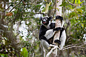 Indri klettert auf einen Baum, Indri indri, Regenwald, Andasibe Mantadia Nationalpark, Ost-Madagaskar, Madagaskar, Afrika