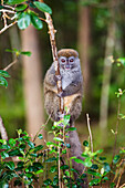 Grey bamboo Lemur, Hapalemur griseus, Andasibe Mantadia National Park, Madagascar, Africa