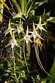 Orchid in rainforest, Star of Madagascar, Angraecum sesquipedale, East Madagascar, Madagascar, Africa