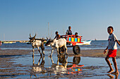 Oxcart pulled by zebus on the beach, Tulear, Madagascar, Africa