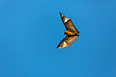 Flughund fliegend, Pteropus rufus, Berenty Reservat, Madagaskar, Afrika