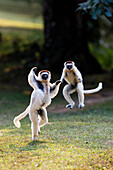 Verreaux Sifakas hopping and jumping, Propithecus verreauxi, Nahampoana Reserve, South Madagascar, Africa