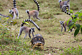 Tortoise and Ringtailed Lemurs, Lemur catta, Nahampoana Reserve, South Madagascar, Africa