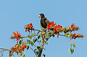 Greater Vasa Parrot in a coral tree, Coracopsis vasa drouhardi, Morondava region, West Madagascar, Africa