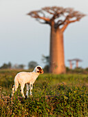 Lamb with baobab in the background, Morondava, Madagascar, Africa