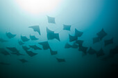 School of Pacific Cownose Ray, Rhinoptera steindachneri, Cabo San Lucas, Baja California Sur, Mexico