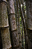 Bambuswald, Tenganan, Bali, Indonesien
