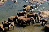 Elefanten beim Bad im Fluss im Pinawela Elephant Orphanage, 40km westlich von Kandy, Sri Lanka, Asien
