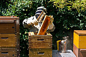 Beekeeper with smoker at wooden beehives, Freiburg im Breisgau, Black Forest, Baden-Wuerttemberg, Germany