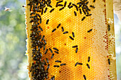 Honeycombs and bees, Freiburg im Breisgau, Baden-Wuerttemberg, Germany