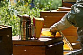 Beekeeper with smoker at wooden beehives, Freiburg im Breisgau, Black Forest, Baden-Wuerttemberg, Germany