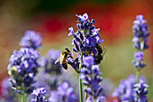 Honeybee on lavender blossom, Freiburg im Breisgau, Black Forest, Baden-Wuerttemberg, Germany