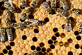 Queen bee and bees on honeycombs, Freiburg im Breisgau, Baden-Wuerttemberg, Germany