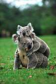 Koala (Phascolarctos cinereus) on another's back, Australia
