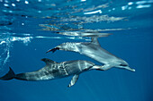 Atlantic Spotted Dolphin (Stenella frontalis) underwater pair, Bahamas