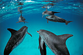 Atlantic Spotted Dolphin (Stenella frontalis) group of adults with pronounced spots and lesser marked juveniles, Bahamas