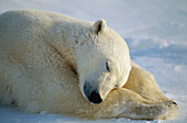 Polar Bear (Ursus maritimus) sleeping, Churchill, Manitoba, Canada