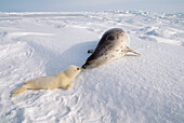 Harp Seal (Phoca groenlandicus) parent with pup, Gulf of St Lawrence, Canada
